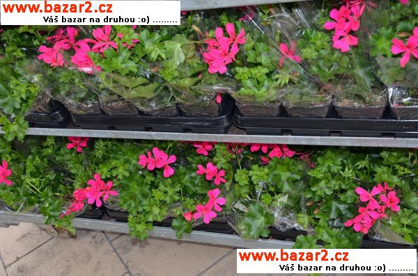 Letničky pelargonie zonale muškáty balkónové kvety