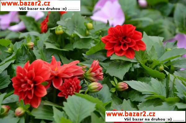 Letničky pelargonie zonale muškáty balkónové kvety