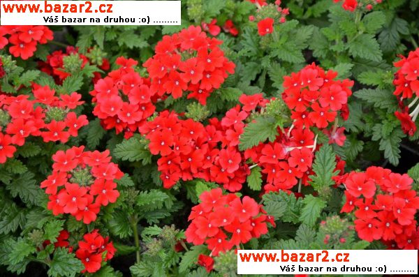 Letničky pelargonie zonale muškáty balkónové kvety