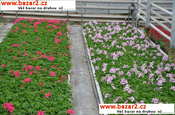 Letničky pelargonie zonale muškáty balkónové kvety