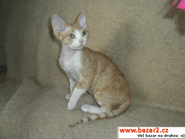 Devon rex (atraktivní cena)