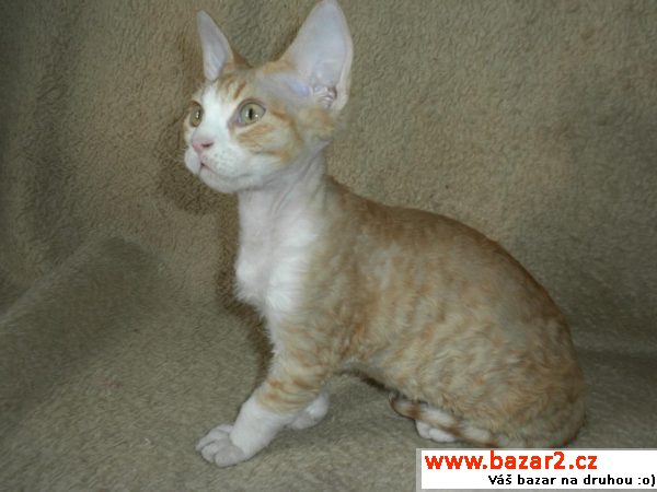 Devon rex (atraktivní cena)
