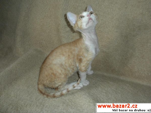 Devon rex (atraktivní cena)