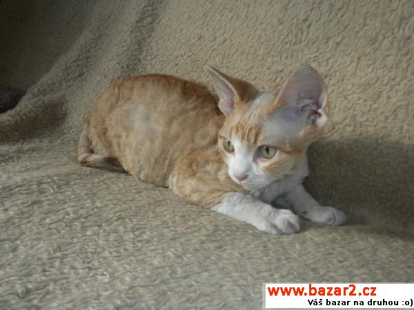 Devon rex (atraktivní cena)
