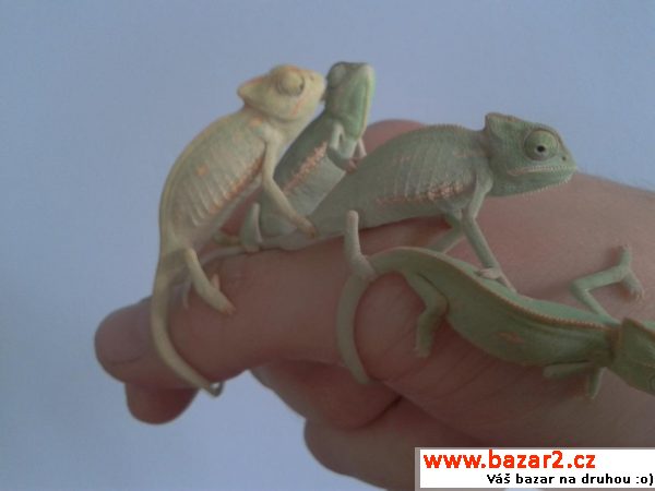 Chameleonci!!!