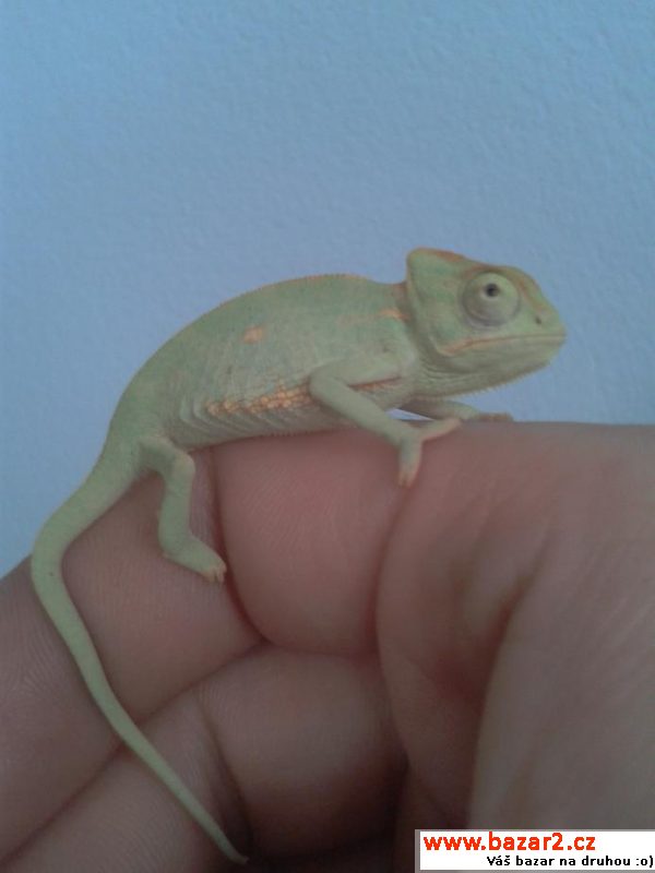 Chameleonci!!!