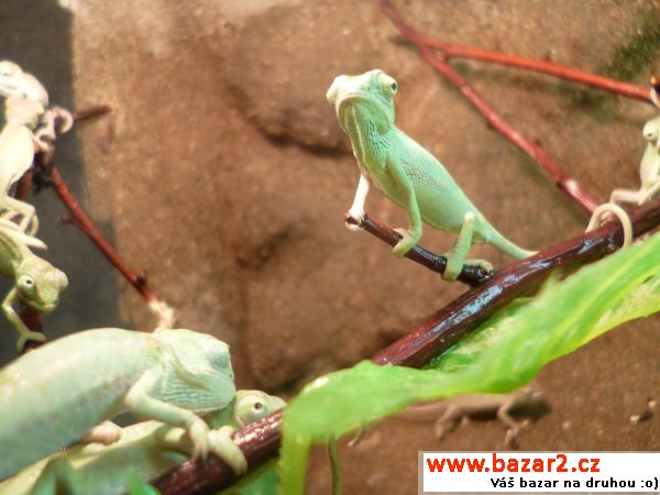Chameleonci!!!