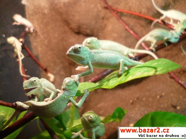 Chameleonci!!!