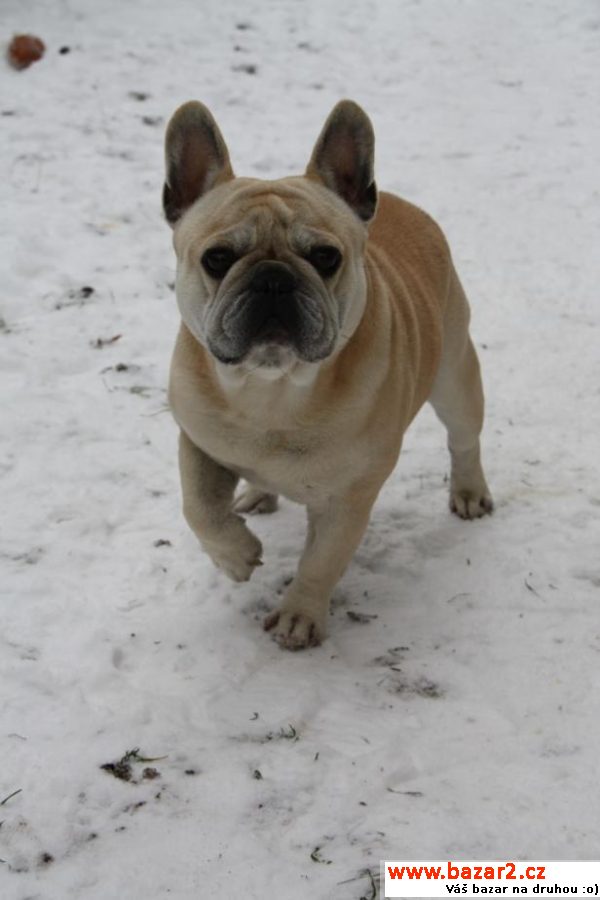 Bouledogue francais