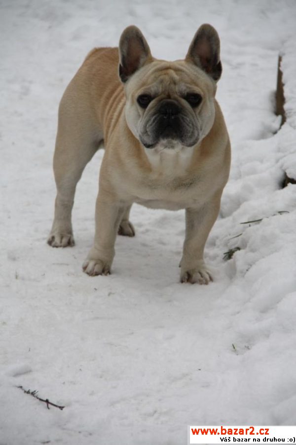 Bouledogue francais