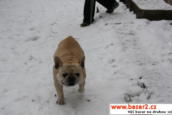 Bouledogue francais