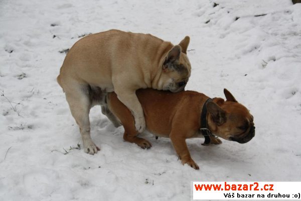 Bouledogue francais