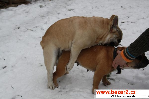 Bouledogue francais