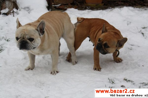Bouledogue francais