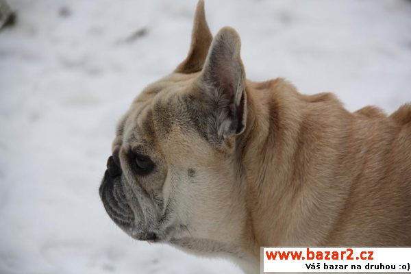 Bouledogue francais