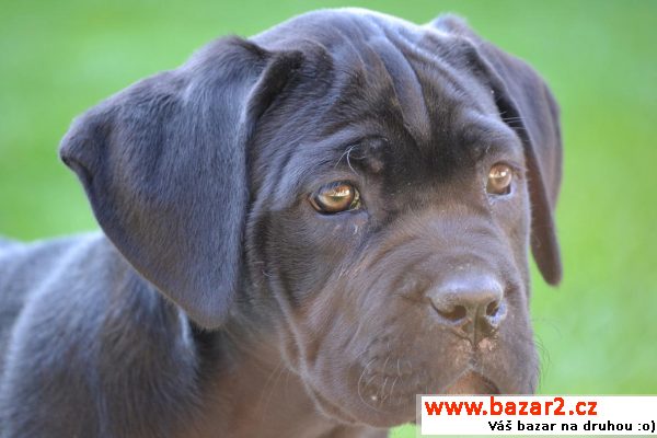 Cane corso s PP