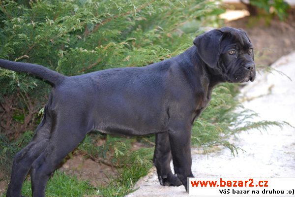 Cane corso s PP