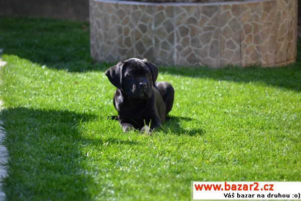 Cane corso s PP