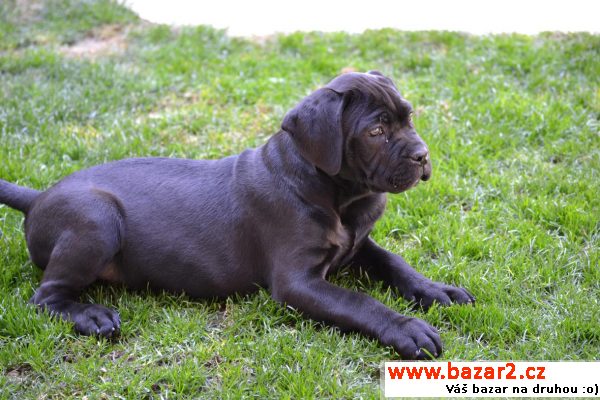 Cane corso s PP