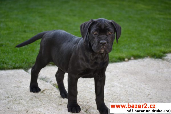 Cane corso s PP