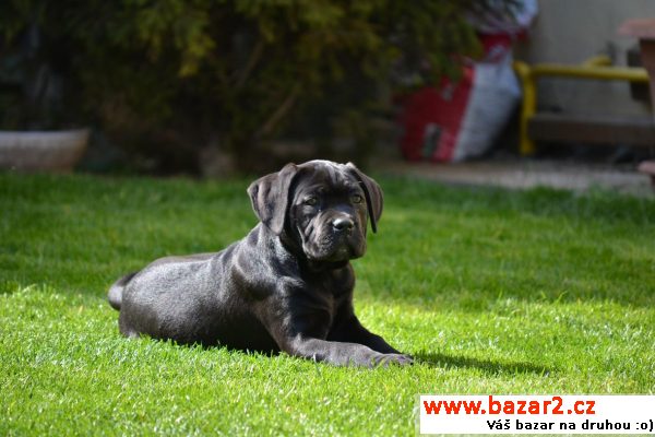 Cane corso s PP