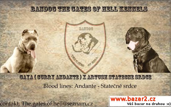 Bandog, American Bandog