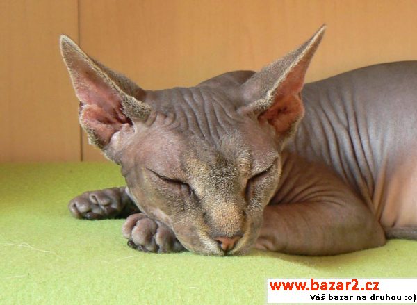 Krásná 4letá kočička sphynx s PP 