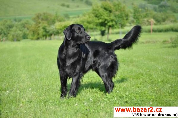 Krytí Flat Coated Retrieverem