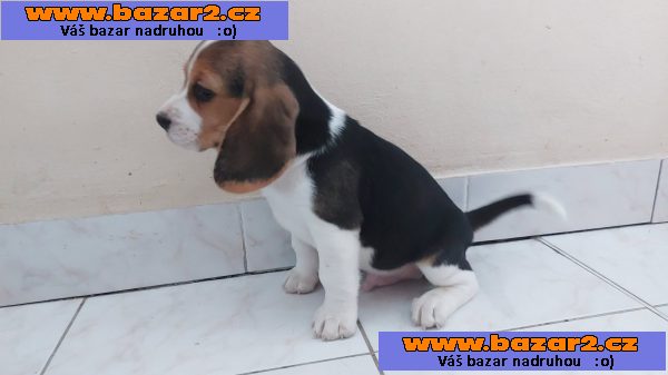 Bígl (též beagle) štěňata s PP-2, inzerce-cz.cz Bígl (též beagle) štěňata s PP