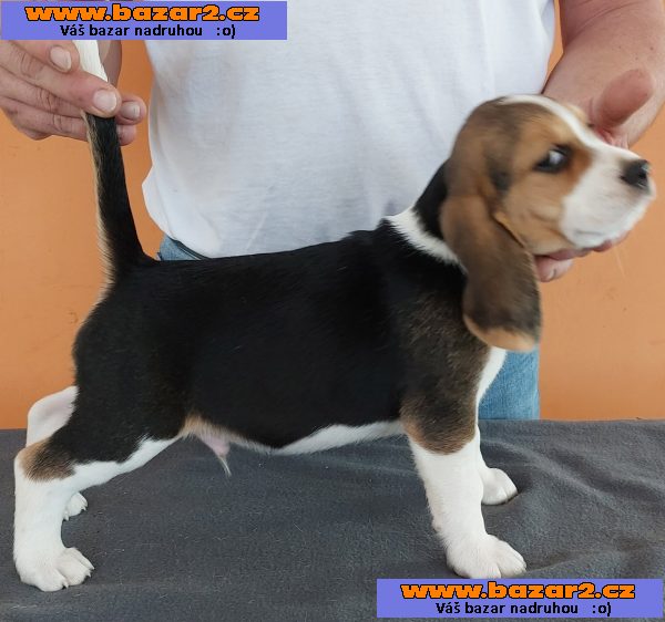 Bígl (též beagle) štěňata s PP-3, inzerce-cz.cz Bígl (též beagle) štěňata s PP
