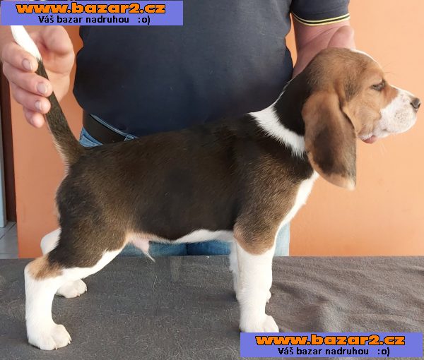 Bígl (též beagle) štěňata s PP-4, inzerce-cz.cz Bígl (též beagle) štěňata s PP