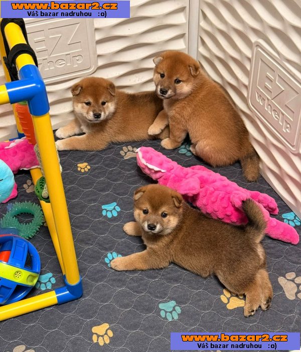 Prodám shiba inu s PP-2, inzerce-cz.cz Prodám shiba inu s PP
