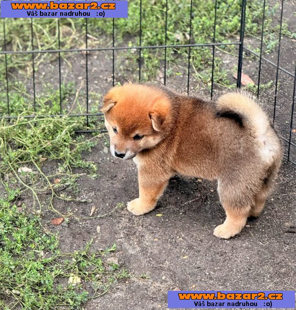 Prodám shiba inu s PP-3, inzerce-cz.cz Prodám shiba inu s PP