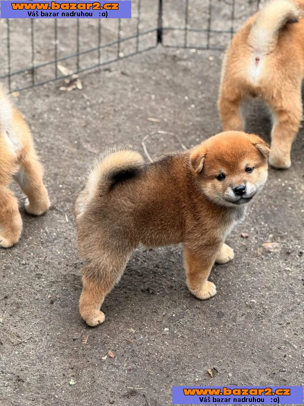 Prodám shiba inu s PP-4, inzerce-cz.cz Prodám shiba inu s PP