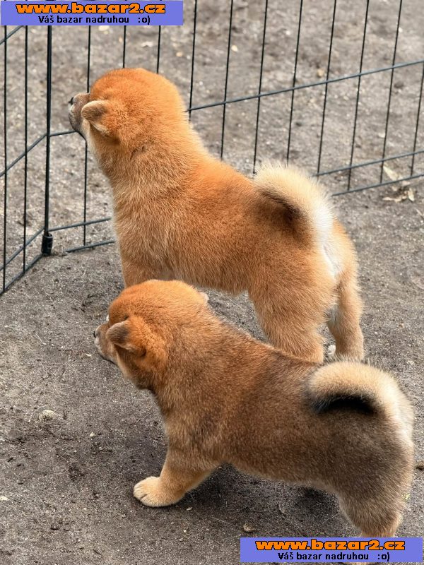 Prodám shiba inu s PP-5, inzerce-cz.cz Prodám shiba inu s PP