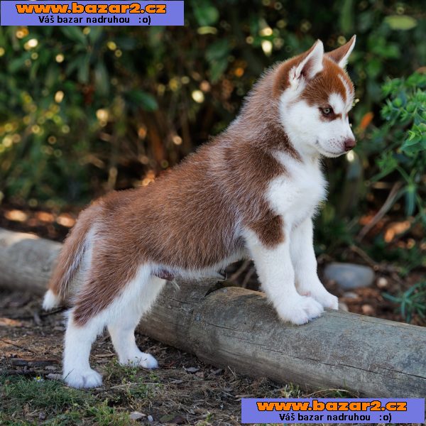 sibiřský husky štěňata na prodej-2, inzerce-cz.cz sibiřský husky štěňata na prodej