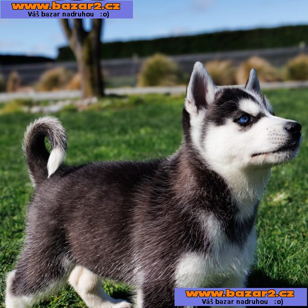 sibiřský husky štěňata na prodej-3, inzerce-cz.cz sibiřský husky štěňata na prodej