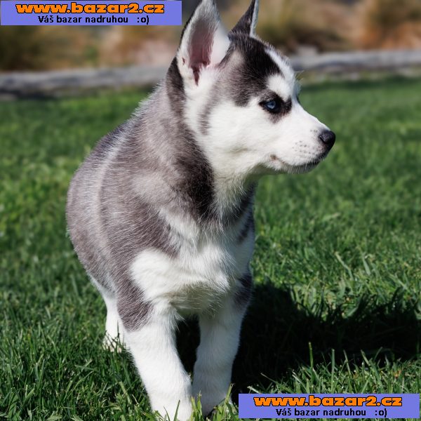 sibiřský husky štěňata na prodej-5, inzerce-cz.cz sibiřský husky štěňata na prodej