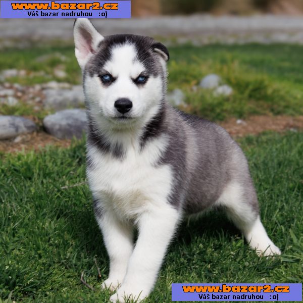 sibiřský husky štěňata na prodej-6, inzerce-cz.cz sibiřský husky štěňata na prodej