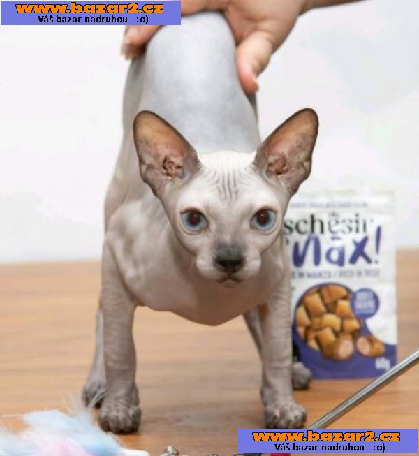 Sphynx koťata-2, inzerce-cz.cz Sphynx koťata