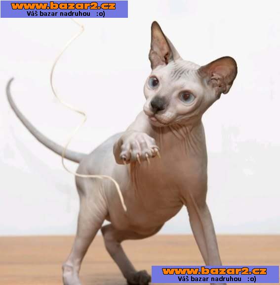 Sphynx koťata-3, inzerce-cz.cz Sphynx koťata
