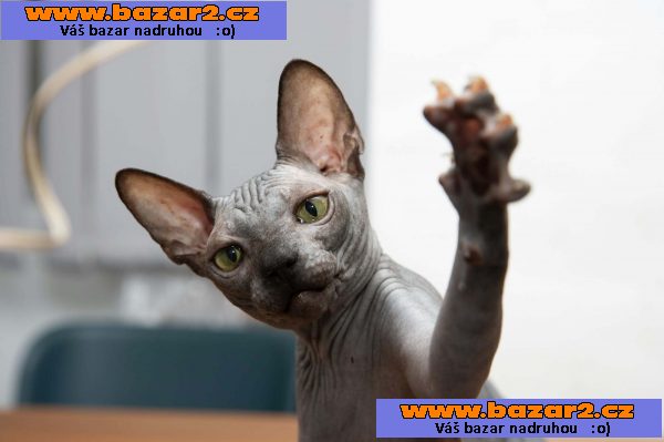 Sphynx koťata-4, inzerce-cz.cz Sphynx koťata