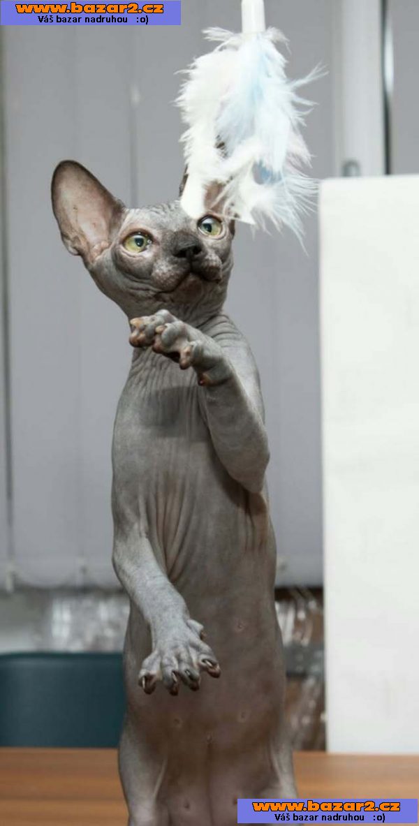 Sphynx koťata-5, inzerce-cz.cz Sphynx koťata
