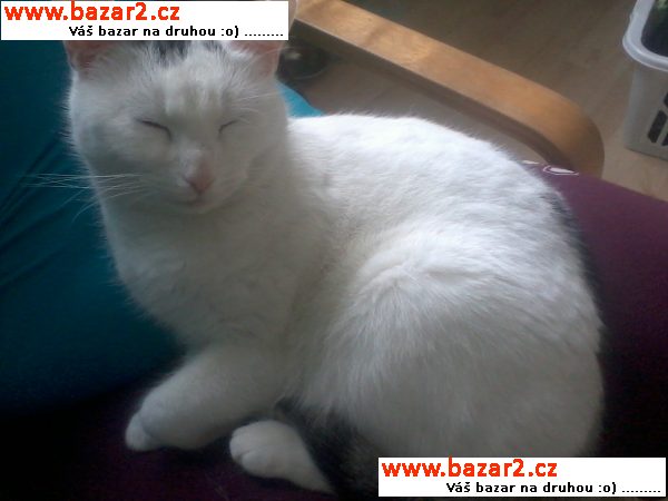 Darji kočičku