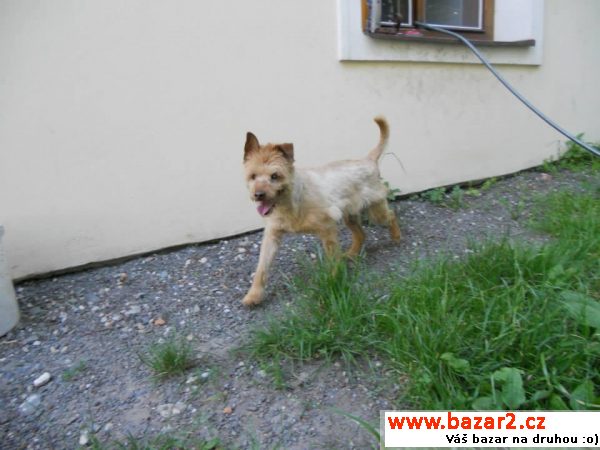 Kříženec pudla