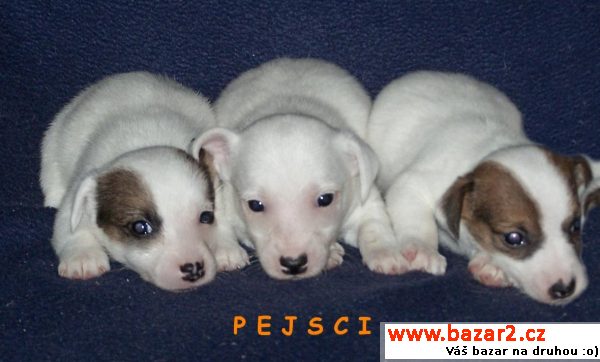 Štěňátka Jack Russel teriér