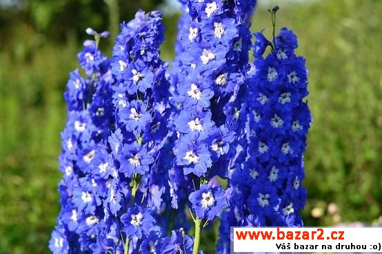 Ostrožky stračky (Delphinium)