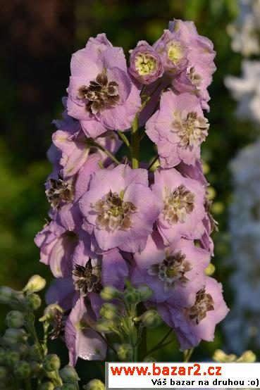 Ostrožky stračky (Delphinium)
