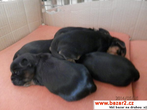 Prodám štěňátka yorkshire terrier