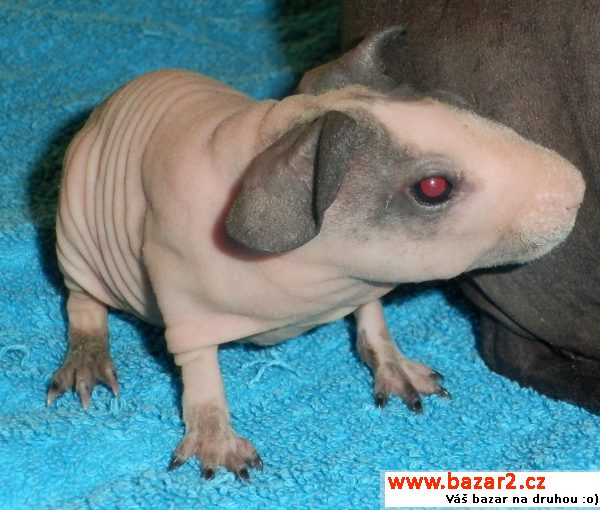 Prodám mláďátka morčat skinny s PP 